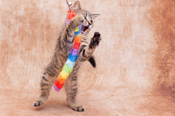 Fototapeta premium Cute striped kitten is playing with a bright toy in the form of a rainbow caterpillar