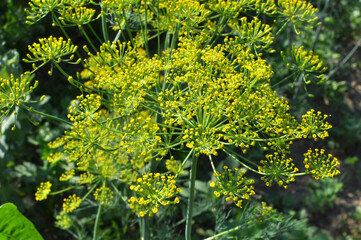 Dill (Anethum graveolens) grows in the garden