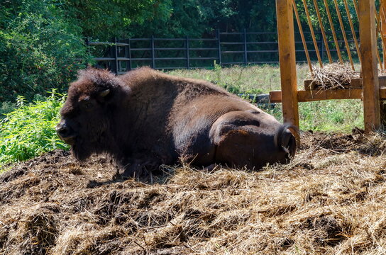 This is a picture of an American bison, or bison bison resting in the yard, Sofia, Bulgaria    