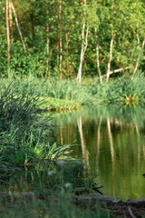 A pond in the forest with birches on the shore on a quiet sunny summer evening.