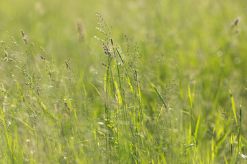 Green blades of grass on a blurry green background from a summer field.