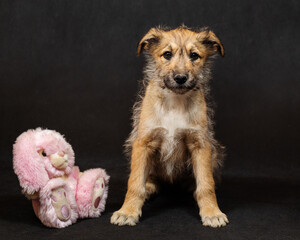Portrait of a funny red puppy in the studio on a black background with a pink stuffed toy