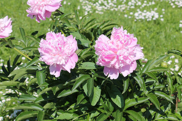 Pink double flowers of Paeonia lactiflora (cultivar Monsieur Jules Elie). Flowering peony in garden - 514521992