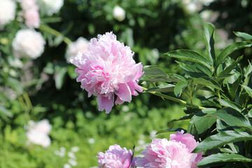 Pink double flower of Paeonia lactiflora (cultivar Monsieur Jules Elie) close-up. Flowering peony in garden