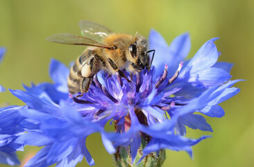 Pszczoła zbierająca pyłek na kwiatku - obrazy, fototapety, plakaty