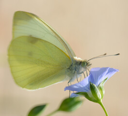 Motyl siedzący na niebieskim kwiatku. Makro - obrazy, fototapety, plakaty