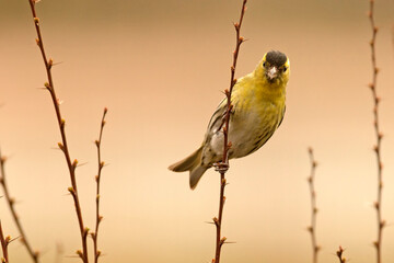 czyż, Eurasian siskin (Spinus spinus)