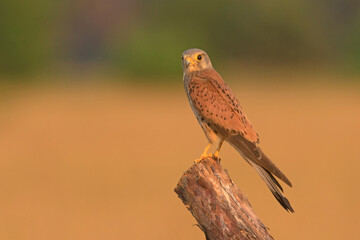 pustułka, common kestrel (Falco tinnunculus)