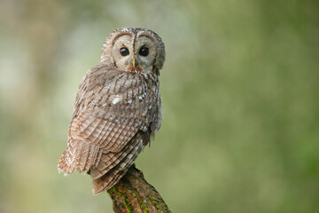 puszczyk, tawny owl, brown owl (Strix aluco)