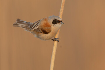 remiz, Eurasian penduline tit, European penduline tit (Remiz pendulinus)