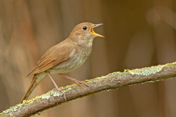Obraz premium słowik szary, thrush nightingale, sprosser (Luscinia luscinia)