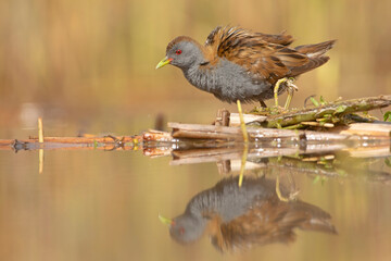 Zielonka, little crake (Zapornia parva)
