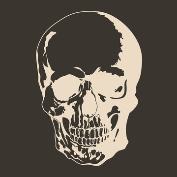 Skull illustration isolated. Human bones.
