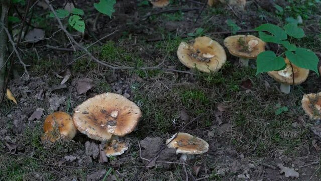 Stinking Russula in natural ambient (Russula foetens) - (4K)