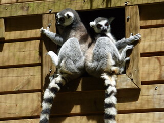 Maki Catta ou Lemur Catta