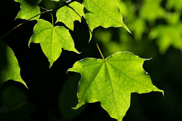 Bright green maple leaves against the light against a dark background. You can see light and shadow under a tree in summer.