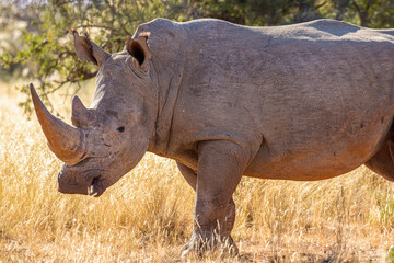 White rhinoceros on a game farm in South Africa