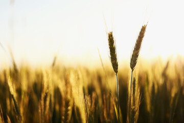 Golden ripe ears of wheat on nature in summer field at sunset rays of sunshine, close-up macro. Ultra wide format. - obrazy, fototapety, plakaty