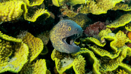 Yellow Edged Moray Eel (Gymnothorax flavimarginatus) peeks out of its Lettuce coral or Yellow Scroll Coral (Turbinaria reniformis). Close-up. Red sea, Egypt - obrazy, fototapety, plakaty