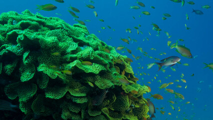 Fototapeta na wymiar School of Lyretail Anthias or Sea Goldie (Pseudanthias squamipinnis) swims near Lettuce coral or Yellow Scroll Coral (Turbinaria reniformis). Red sea, Egypt