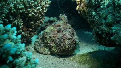 Naklejka na ściany i meble Close-up of the Stonefish on coral reef. Reef Stonefish (Synanceia verrucosa). Red sea, Egypt