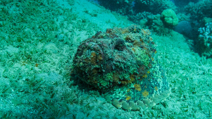 Close-up of the Stonefish lies on sandy bottom covered with green seagrass. Reef Stonefish (Synanceia verrucosa) Red sea, Egypt