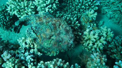 Plakat Close-up of the Stonefish on coral reef. Reef Stonefish (Synanceia verrucosa). Red sea, Egypt