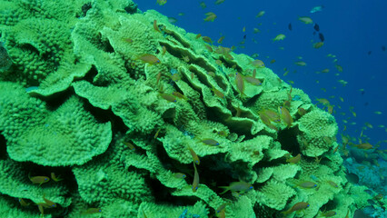 School of Lyretail Anthias or Sea Goldie (Pseudanthias squamipinnis) swims near Lettuce coral or Yellow Scroll Coral (Turbinaria reniformis). Red sea, Egypt