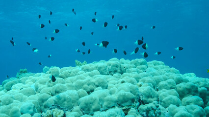 Fototapeta na wymiar Shoal of black and white Chromis swims above coral reef on blue water background. Half-and-half Chromis, Chocolate-dip chromis or Bicolor damselfish (Chromis dimidiata) Red sea, Egypt
