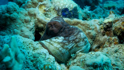 Portrait of big red Octopus sits on the coral reef. Common Reef Octopus (Octopus cyanea), Close-up....