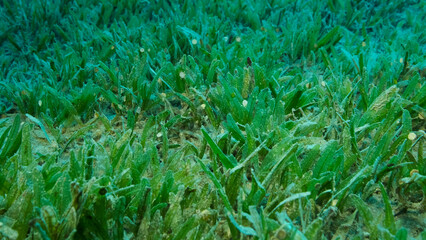 Fototapeta na wymiar Close-up of the Halophila seagrass. Camera moving forwards above seabed covered with green seagrass. Underwater landscape. Red sea, Egypt