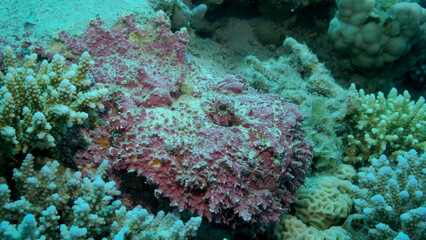 Close-up of pink Stonefish lies on corals. Reef Stonefish (Synanceia verrucosa). Red sea, Egypt
