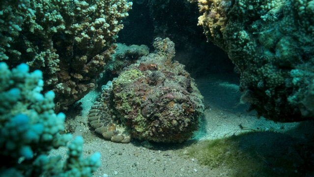 Close-up of the Stonefish on coral reef. Reef Stonefish (Synanceia verrucosa). Red sea, Egypt