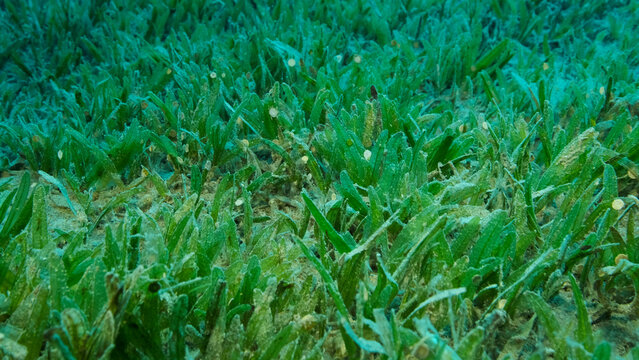 Close-up of the Halophila seagrass. Camera moving forwards above seabed covered with green seagrass. Underwater landscape. Red sea, Egypt