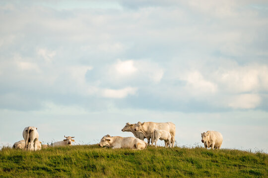 White cows enjoying the summer on the countryside.