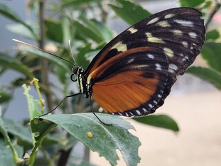 Brown and Black butterfly on leaf	