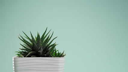 Fototapete Toilette Incredible Haworthia fasciata, succulent in a white square pot on a blue borderless background. Blue cyclorama. Copy space.  © Anton
