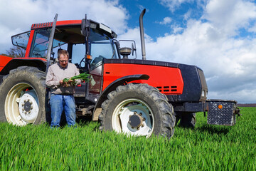 Lohn der Arbeit - gut wachsenes Getreidefeld.