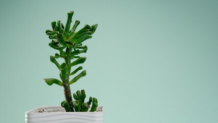Incredible Crassula gollum, succulent in a white square pot on a blue endless background. Blue...