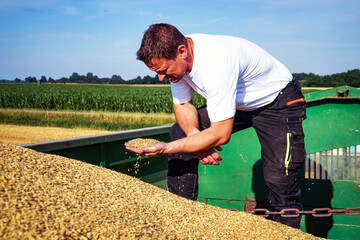 Der größte Anteil des hierzulande gedroschenen Getreides eignet sich nicht als Brotgetreide und...