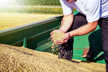 Der größte Anteil des hierzulande gedroschenen Getreides eignet sich nicht als Brotgetreide und...