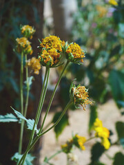yellow flowers in the garden