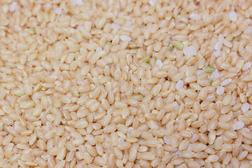 画面一杯に撮影した玄米