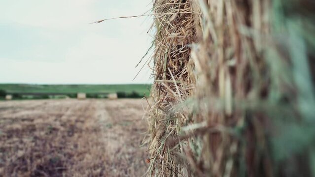 Closeup of golden hay roll circular haystack showing straw texture