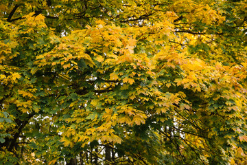 Autumn park landscape, yellow and orange leaves on branches