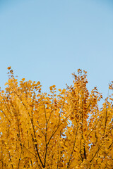 Fototapeta premium Branches of autumn yellow leaves in park with copy space on blue sky