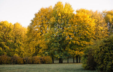 Naklejka na ściany i meble Autumn park landscape at sunset, yellow and orange leaves on branches