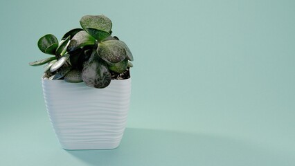 Incredible Adromiscus Maculatus, succulent in a white square pot on a blue endless background. Blue cyclorama. Copy space.