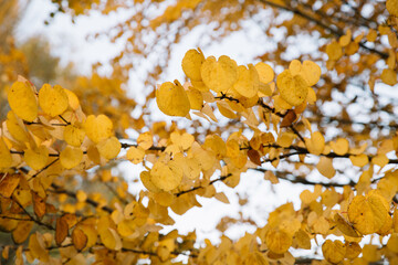 Branches of autumn yellow leaves in the park
