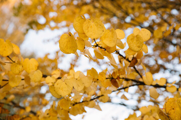 Branches of autumn yellow leaves in the park